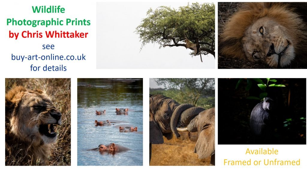 Wildlife-Photography-Chris-Whittaker-Prints